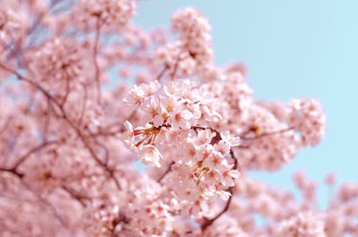 粉红色的花朵
